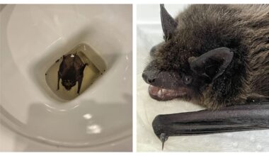 Bat rescued after getting stuck in toilet in Sussex