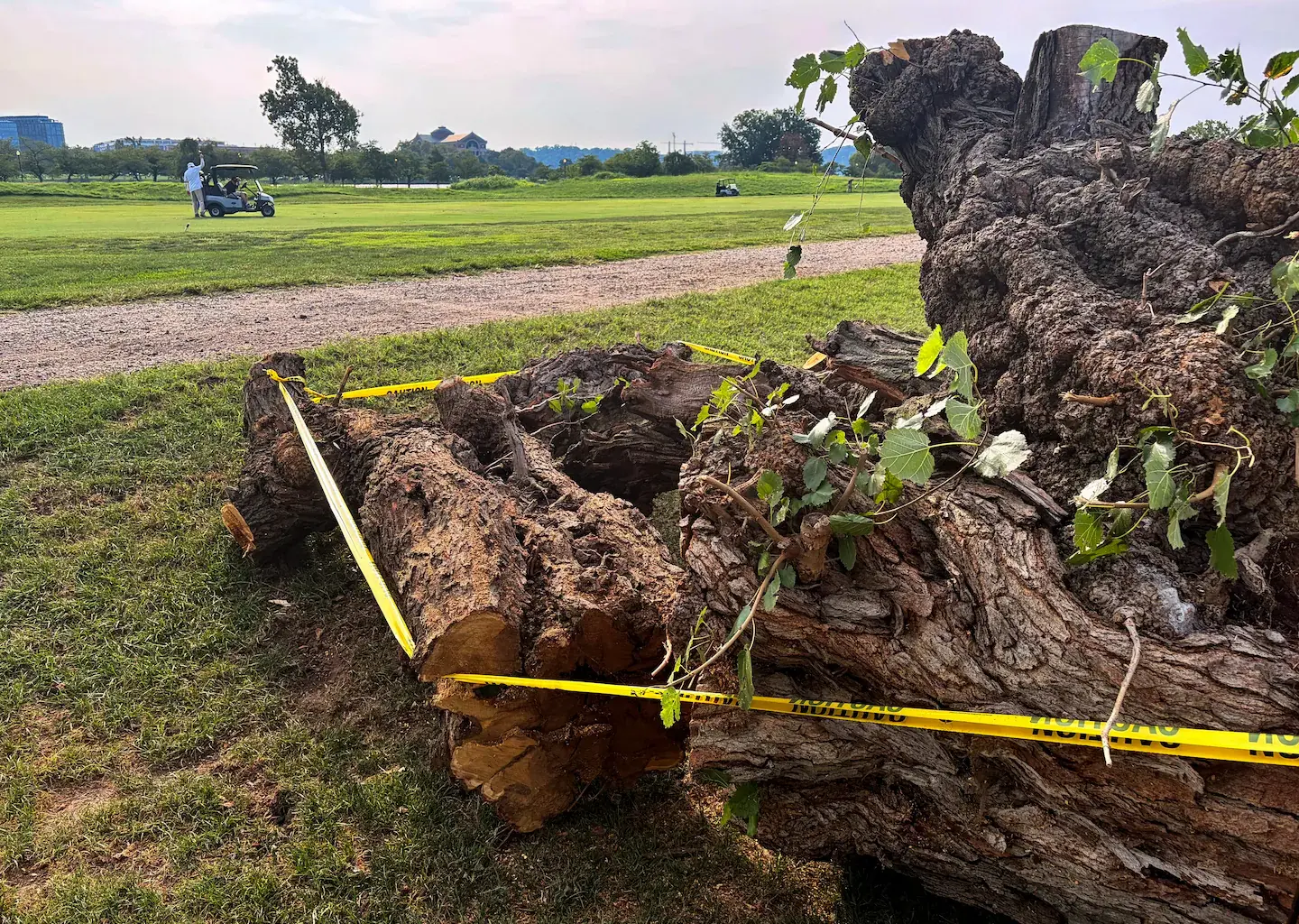 Trees are coming down by the dozen as Trump’s D.C. golf makeover nears - The Washington Post