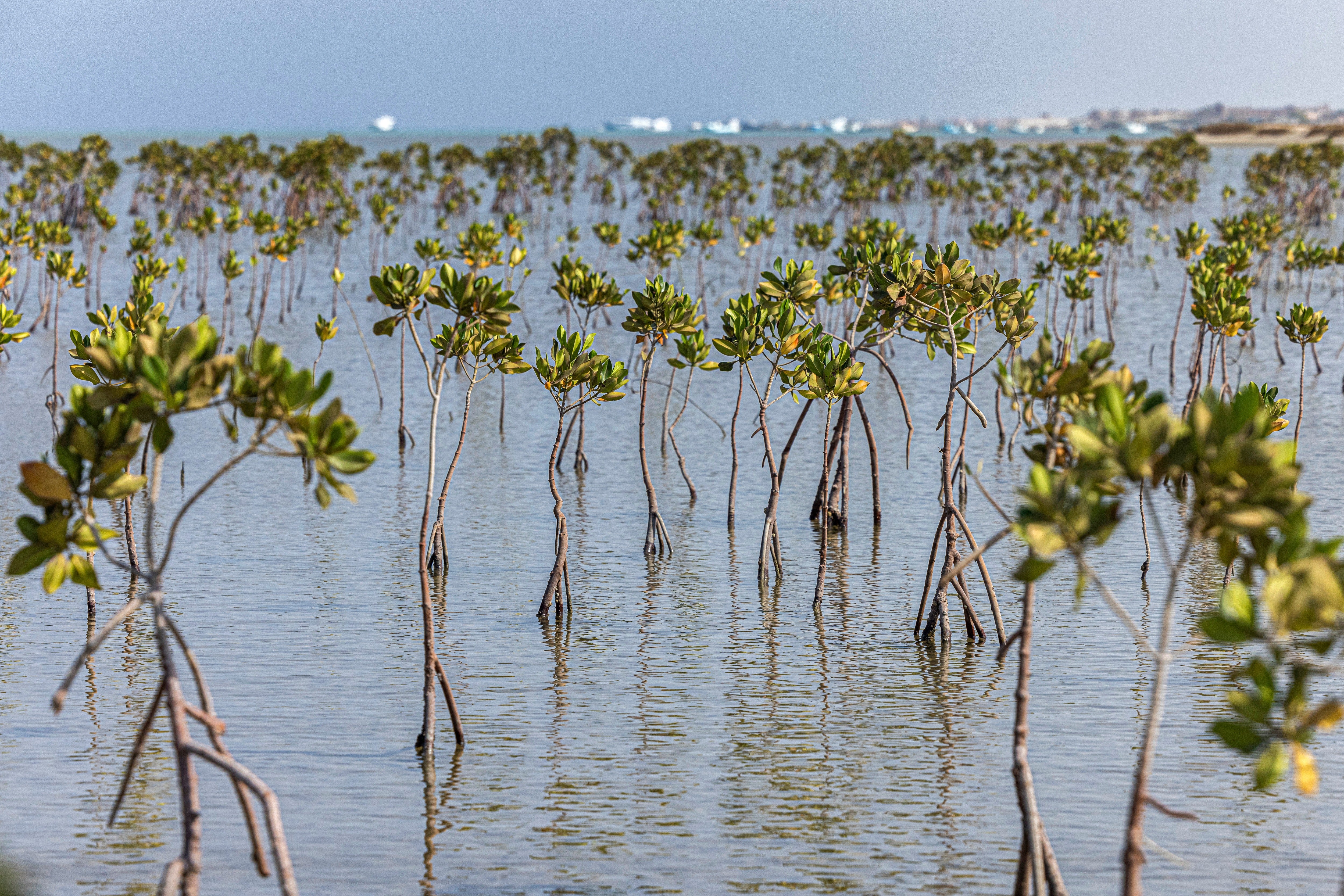 But these fascinating trees are now gaining attention for how they support biodiversity, store carbon and buffer the effects of storms, cyclones and tsunamis