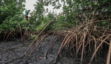 A perplexing plant is making a big comeback and it’s good news for our coasts and climate