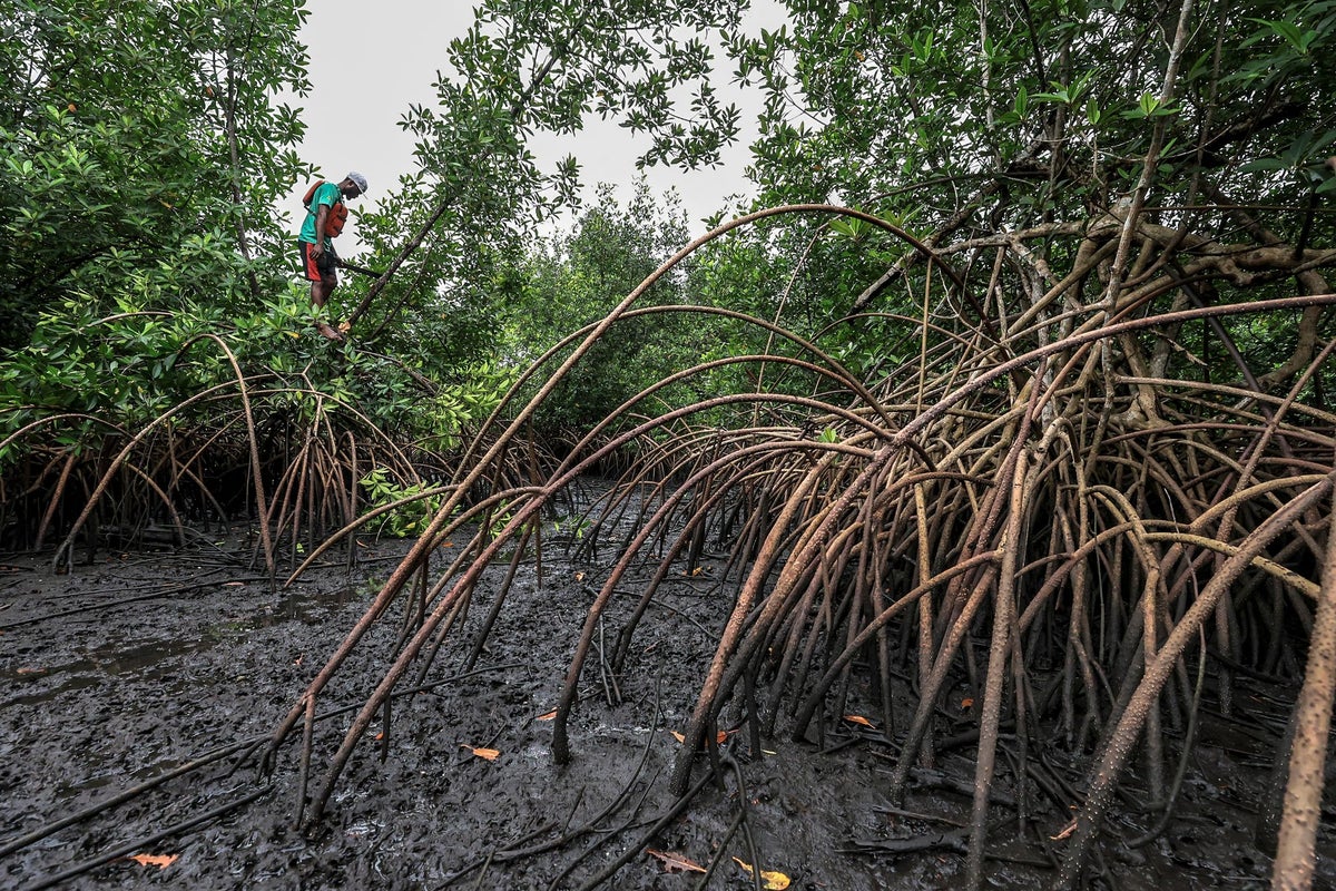 A perplexing plant is making a big comeback and it’s good news for our coasts and climate