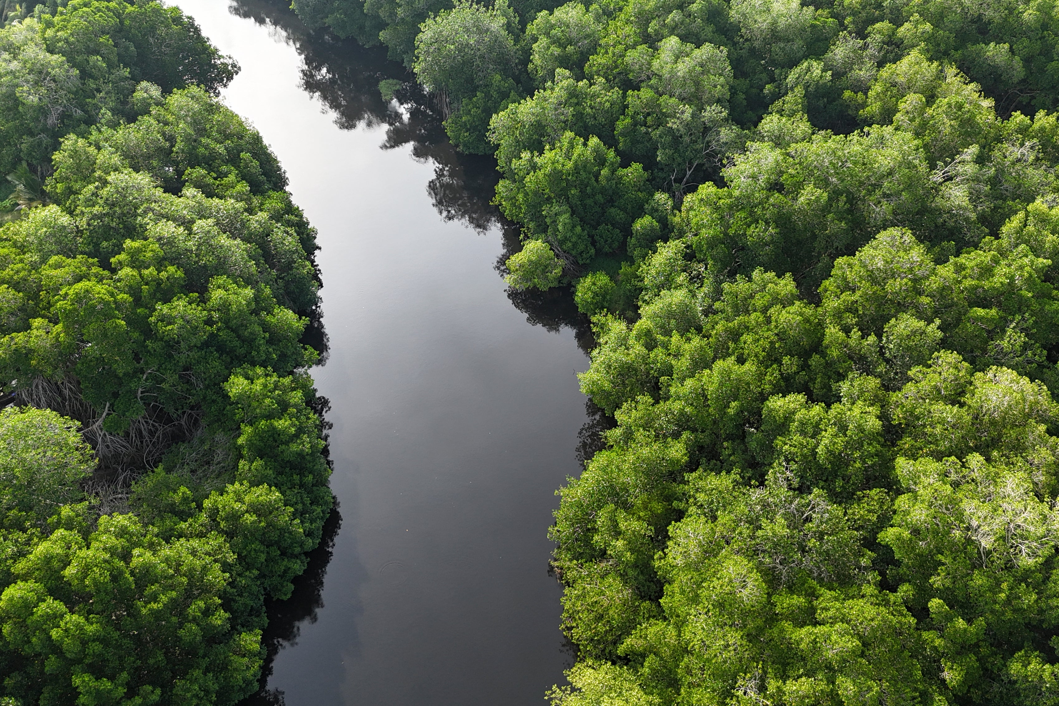 Historically, mangrove forests have been dismissed as inhospitable places to avoid and have been extensively cleared