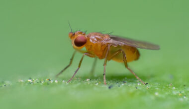 a fruit fly standing in the center of a large green leaf.