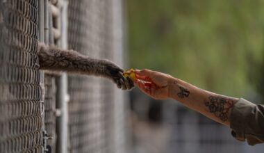 How a sanctuary outside LA has cared for rare, endangered gibbons for a half-century