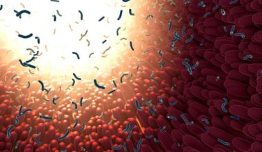 Gut Bacteria Digestive Intestinal Microbiome
