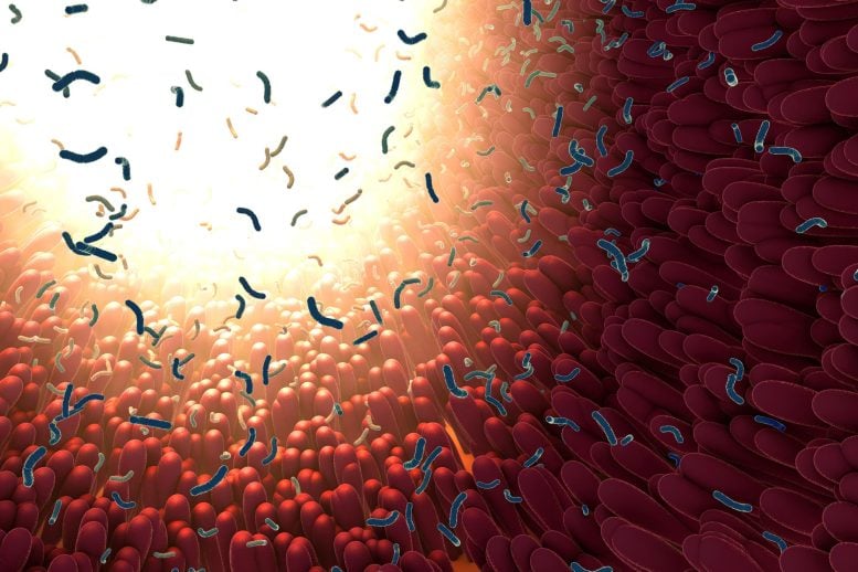 Gut Bacteria Digestive Intestinal Microbiome