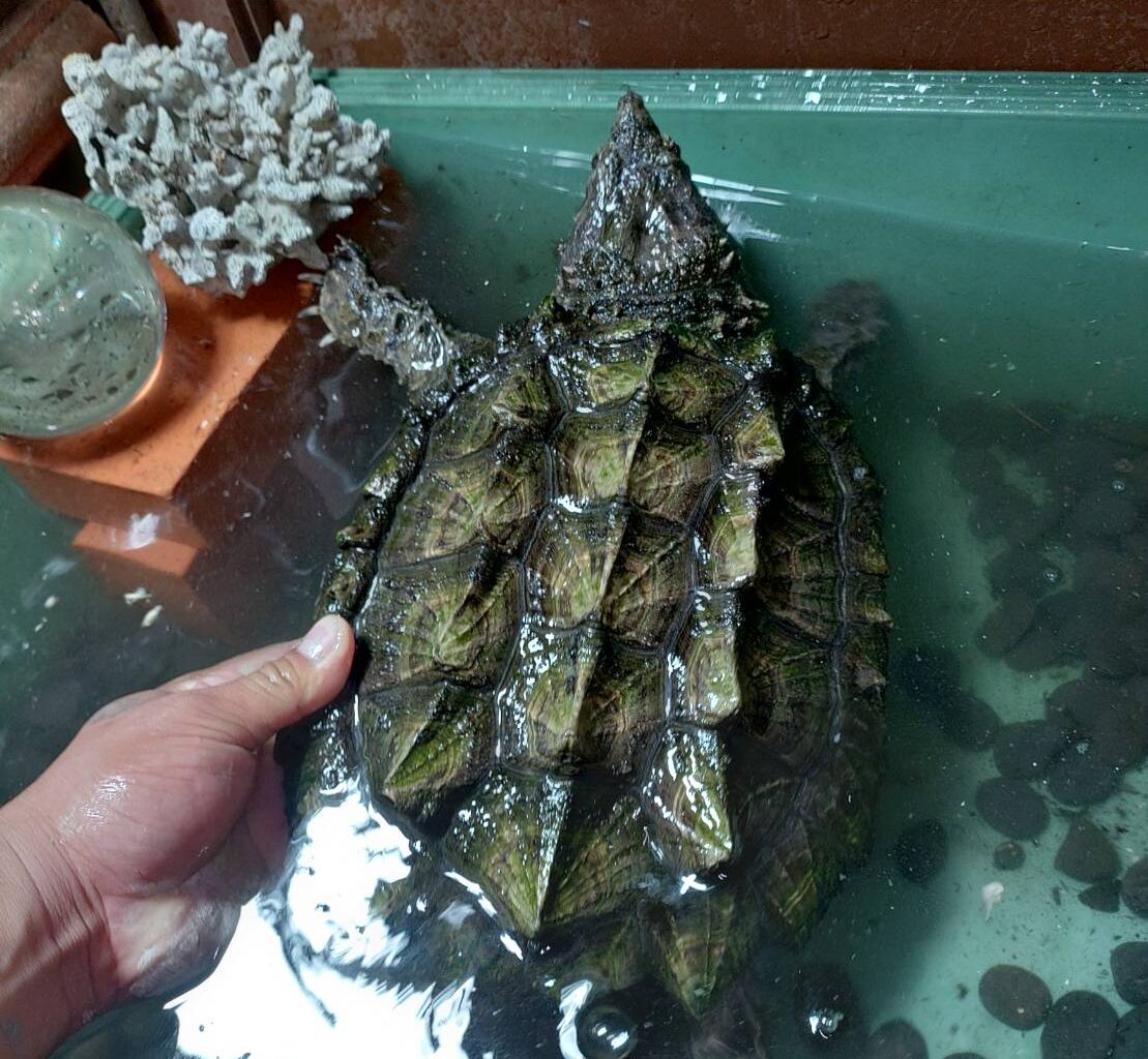 Massive Snapping Turtle Sparks Outrage in Crimea Aquarium Tank / X