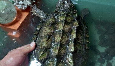 Massive Snapping Turtle Sparks Outrage in Crimea Aquarium Tank / X