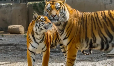 Kazakhstan Prepares for First Wild Tiger Release as Reintroduction Project Enters Defining Stage