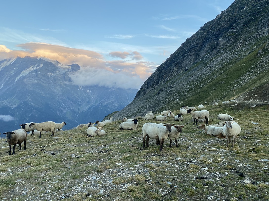Sheep in th mountain 