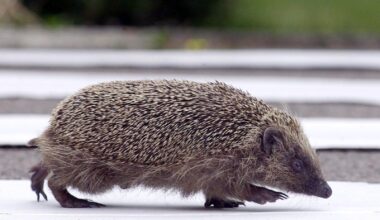 Road traffic can kill almost a third of hedgehogs according to study by Nottingham Trent University