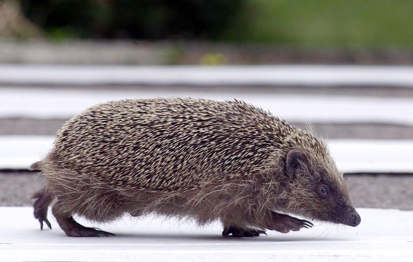 Road traffic can kill almost a third of hedgehogs according to study by Nottingham Trent University