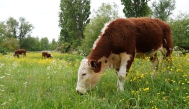 Bluetongue restrictions eased in Southwest Scotland
