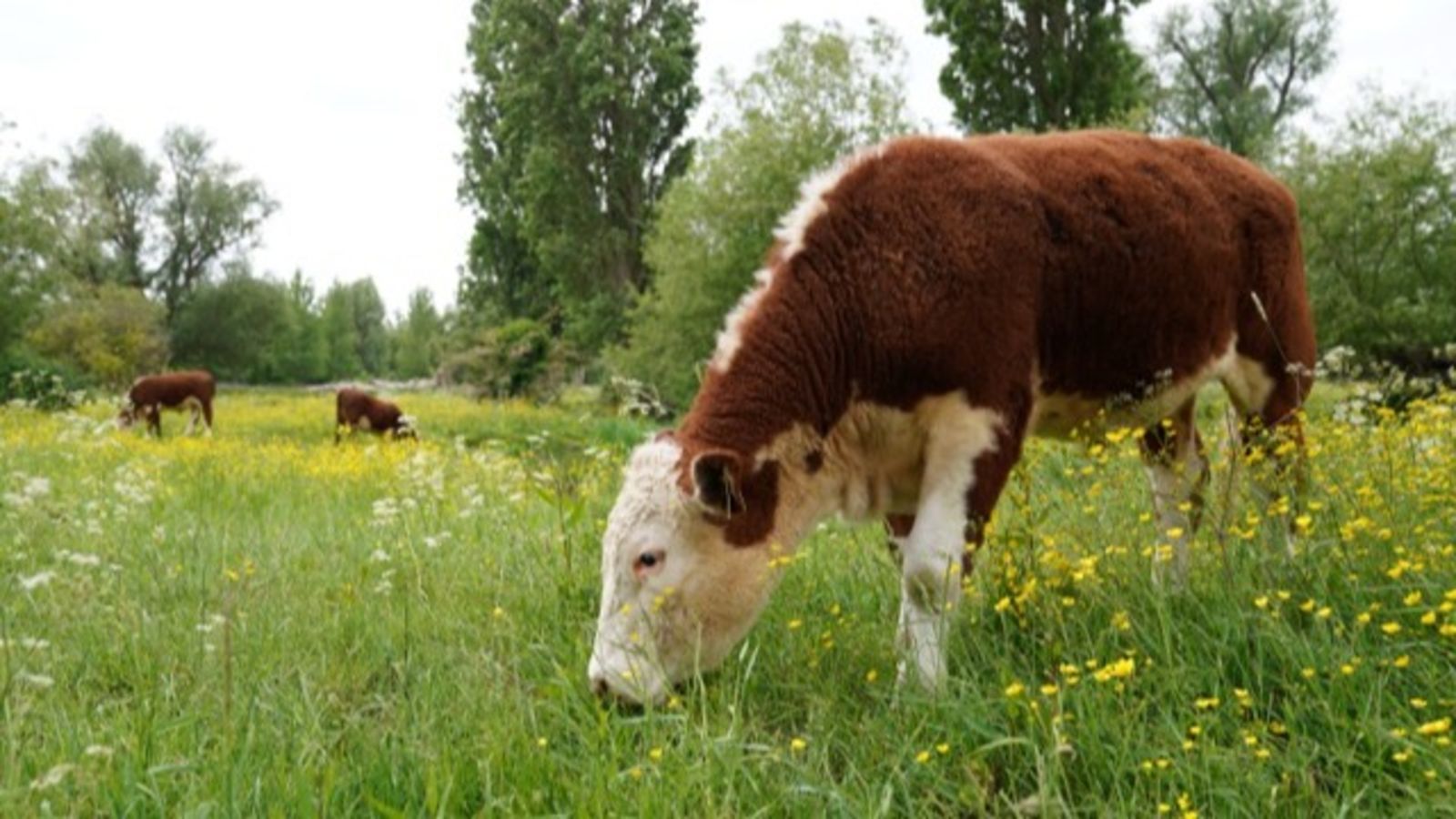 Bluetongue restrictions eased in Southwest Scotland
