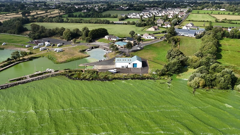 Blue-green algae at Battery Harbour on Lough Neagh near Cookstown in Co Tyrone in August 2025. Photograph: Niall Carson/PA Wire 