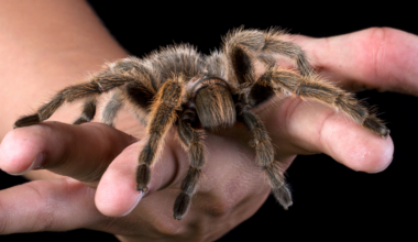 Somewhere in America lives a woman who genuinely cannot feel fear — a rare disease quietly dissolved the part of her brain that produces it, so when researchers put a tarantula in front of her she reached for it anyway, and when they led her through a haunted house, she startled the monsters
