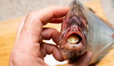 There's a parasite in the ocean that doesn't just feed on its host, it becomes part of it — Cymothoa exigua enters a fish through the gills, kills off its tongue by cutting the blood supply, and then attaches itself to the stump, living the rest of its life as the fish's new, functioning tongue
