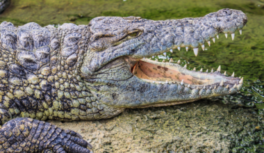 A saltwater crocodile has the most powerful bite ever recorded in a living animal, strong enough to crush bone and hold prey with terrifying force — yet the muscles that open the same jaws are so weak a person can hold them shut with their hands