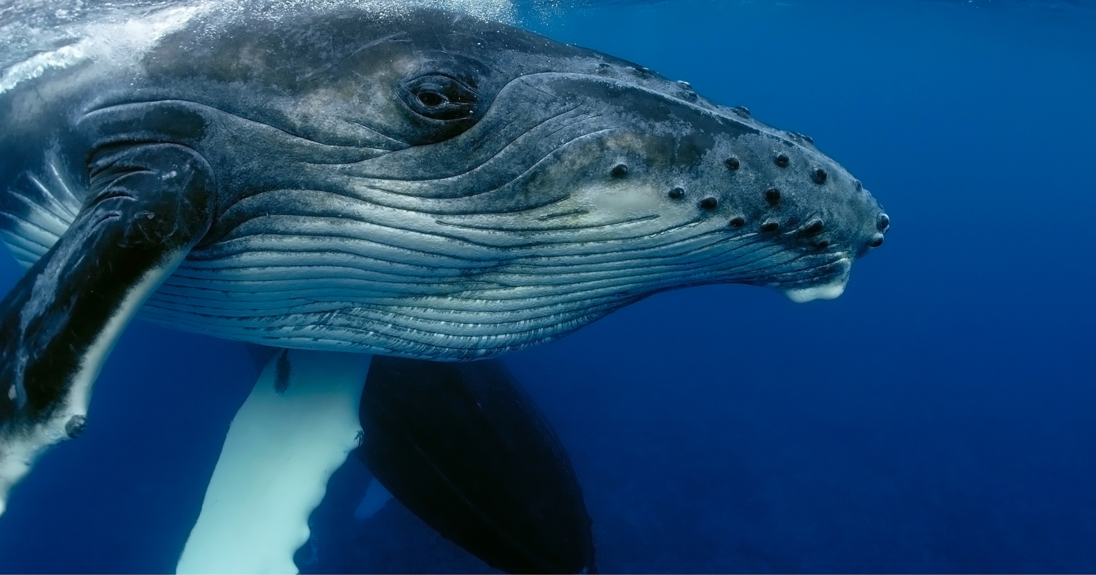 Humpback whales have been seen helping seals, sea lions and even sunfish escape orca attacks — intervening in hunts involving animals from entirely different species for reasons researchers still cannot fully explain