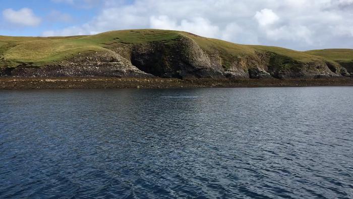 Risso's dolphins