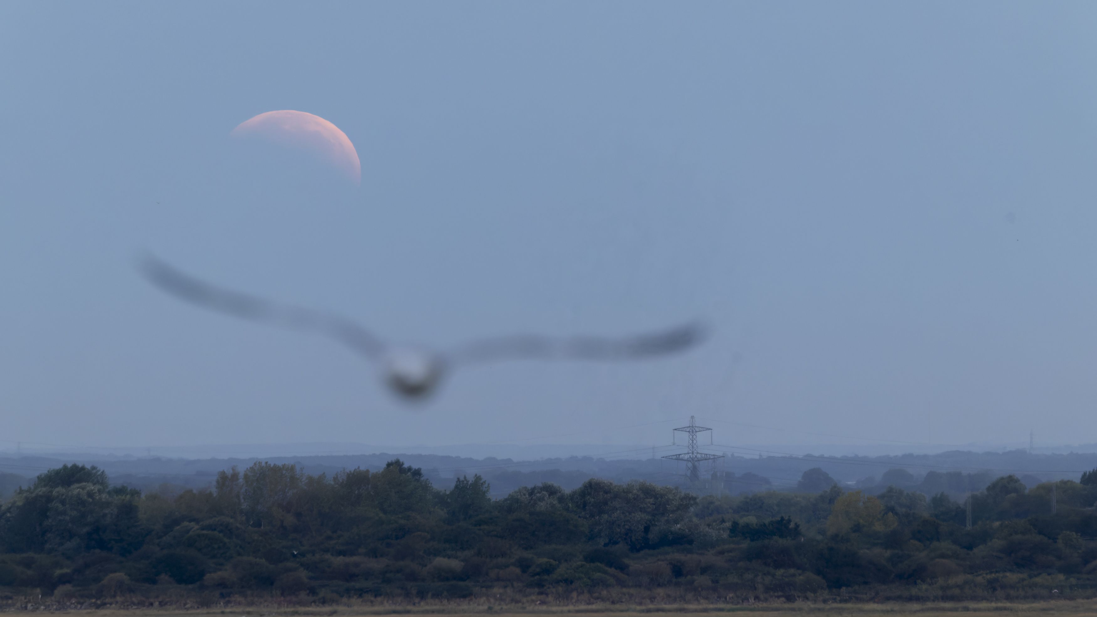 a bird in the foreground flies toward a dark rusty red moon partially eclipsed.