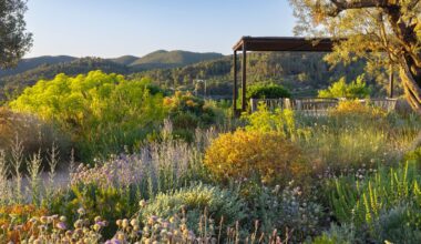 17 beautiful and unusual drought-tolerant flowers