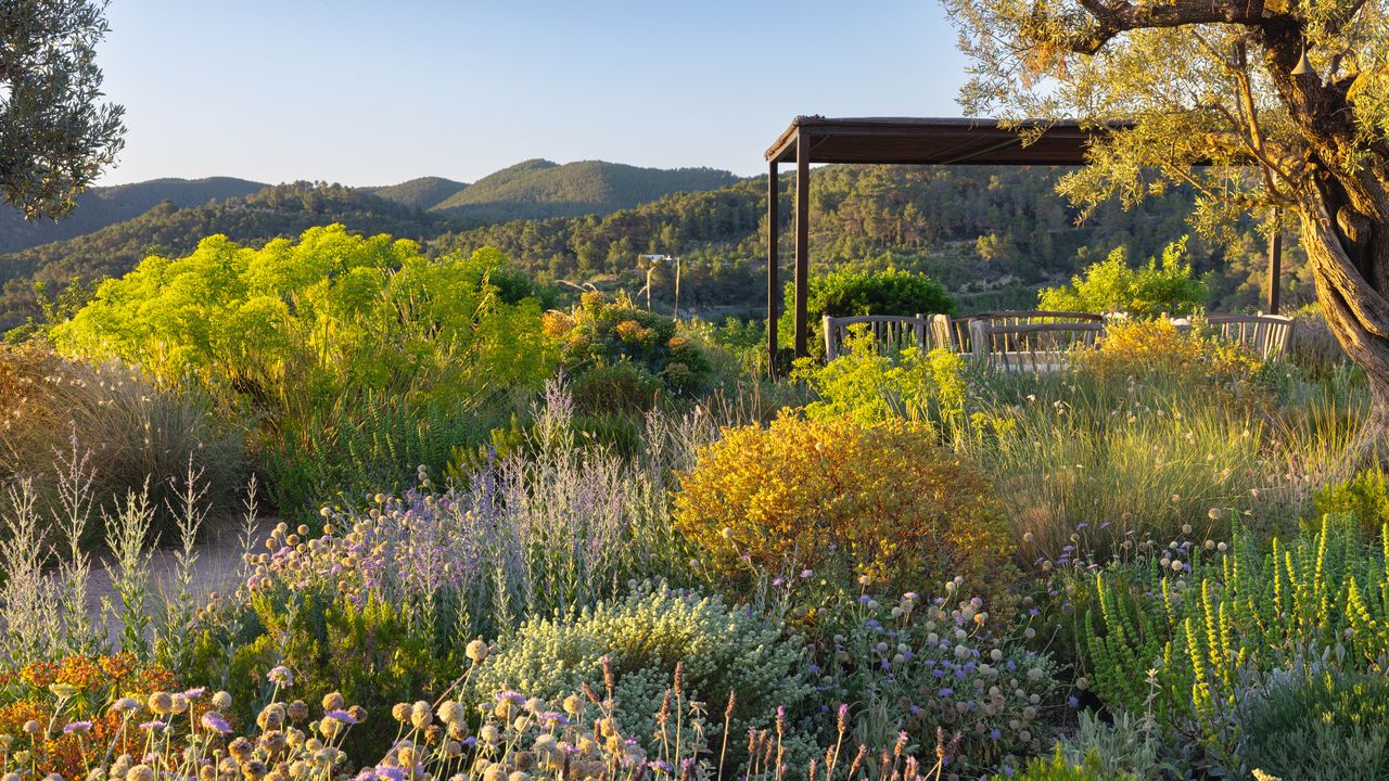 17 beautiful and unusual drought-tolerant flowers