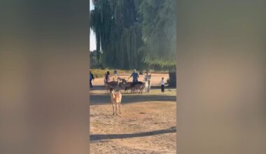 Royal Parks issue new warning over feeding deer in Richmond Park and Bushy Park