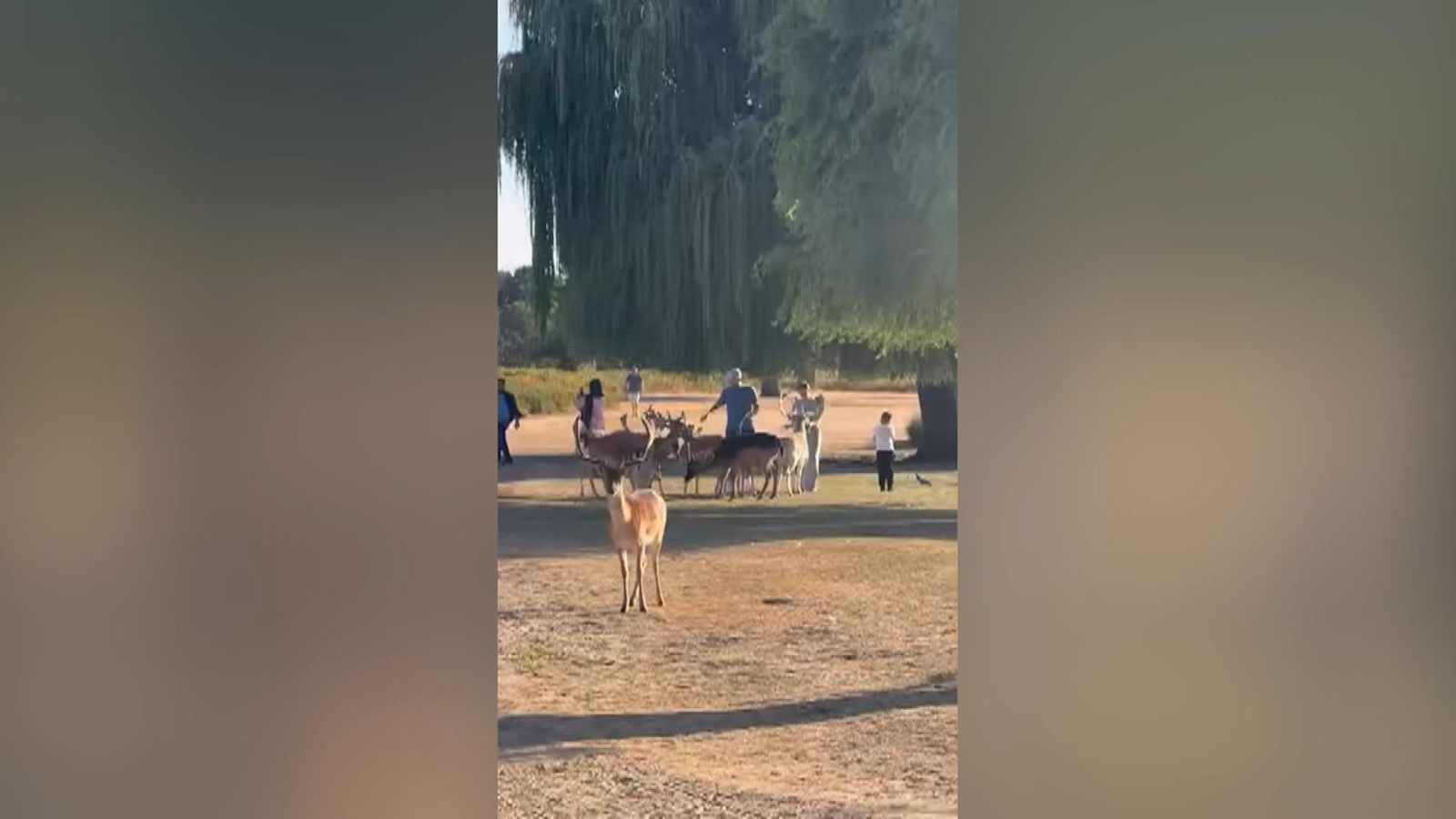 Royal Parks issue new warning over feeding deer in Richmond Park and Bushy Park