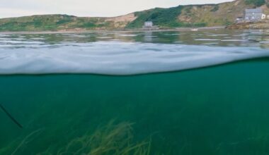Marine heatwave devastates seagrass conservation project on Welsh coast