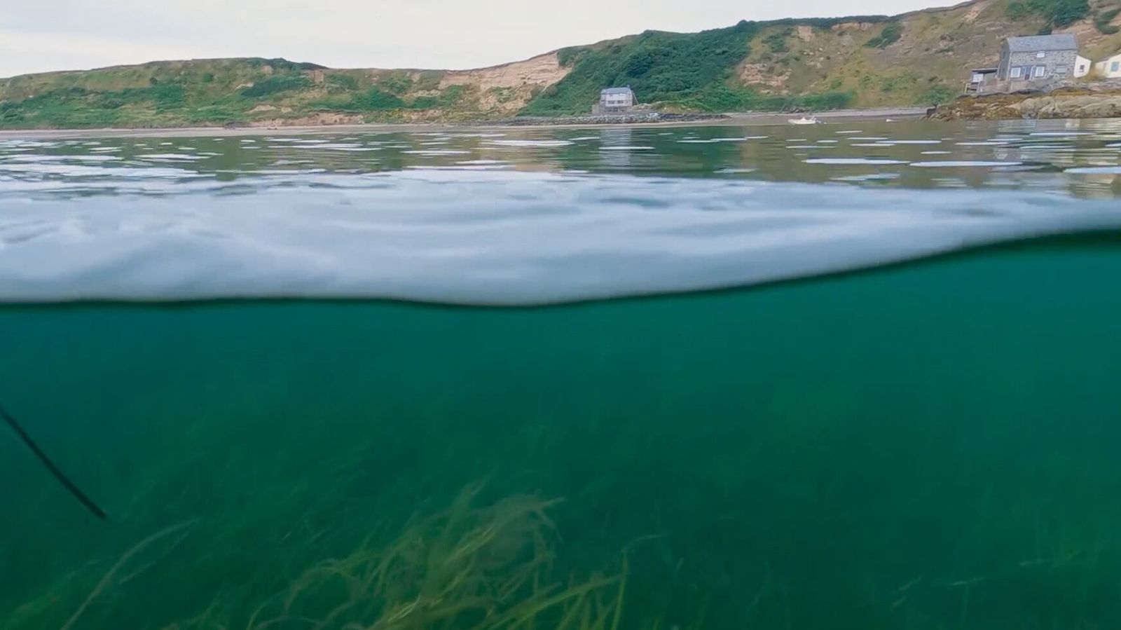 Marine heatwave devastates seagrass conservation project on Welsh coast