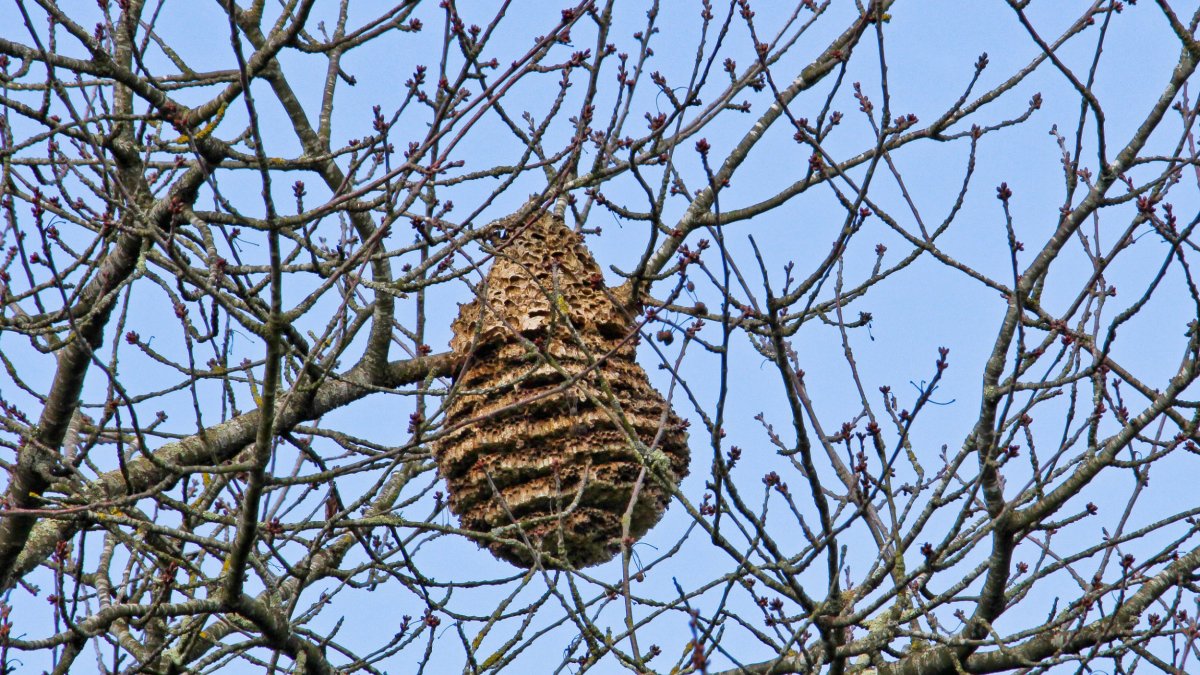 Nest of Asian predatory wasps in a tree in winter. (Photo by: Andia/Universal Images Group via Getty Images)