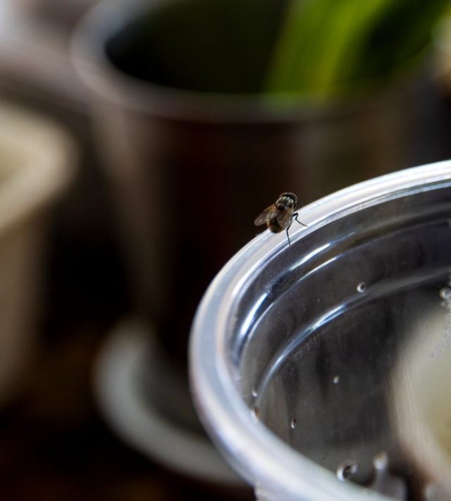 Housefly insect the island is on a glass of water in the restaurant