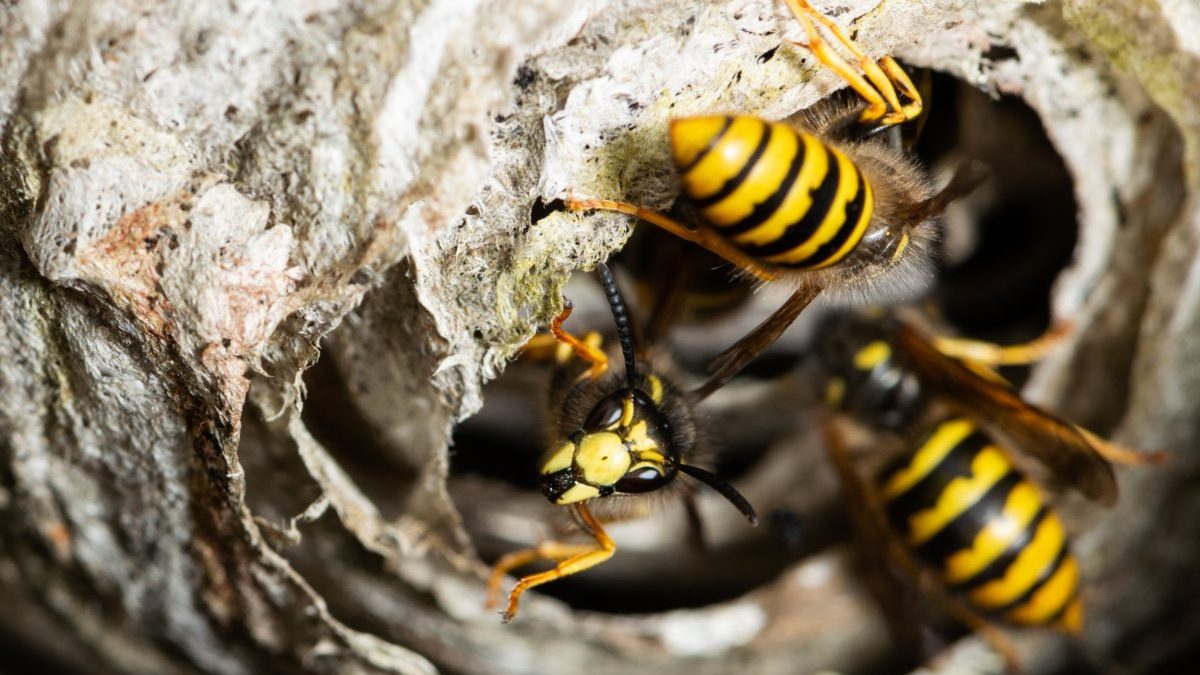 Macro shot of wasps at the entrance of their nest