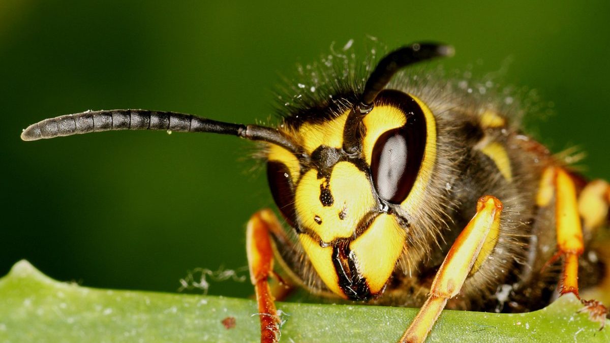A headshot of a common wasp (vespula vulgaris).