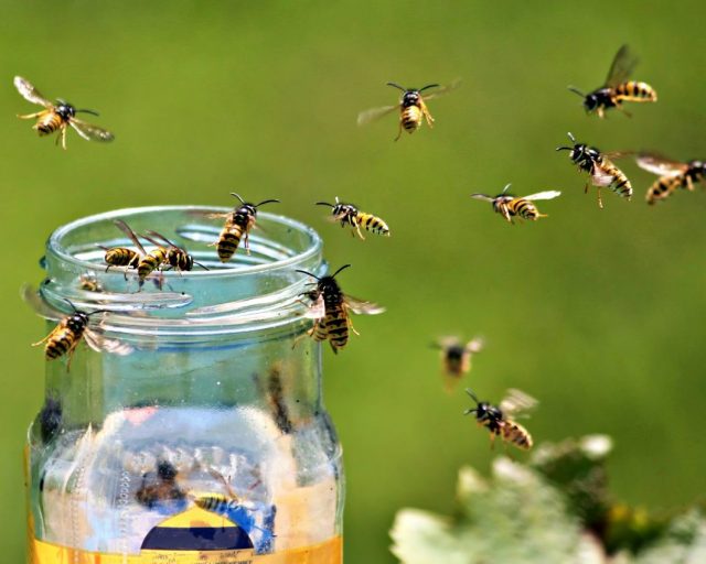 Wasps around a honey jar in summer