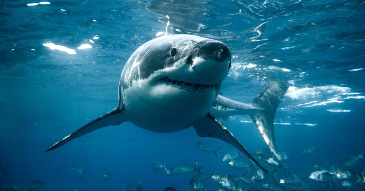 Great white sharks are 'already in UK' as they venture further north | News World