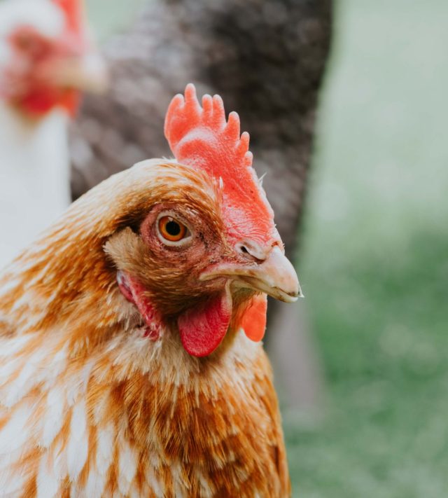 Close-up of a feathery red chicken. Other breeds of chickens are visible in the background.