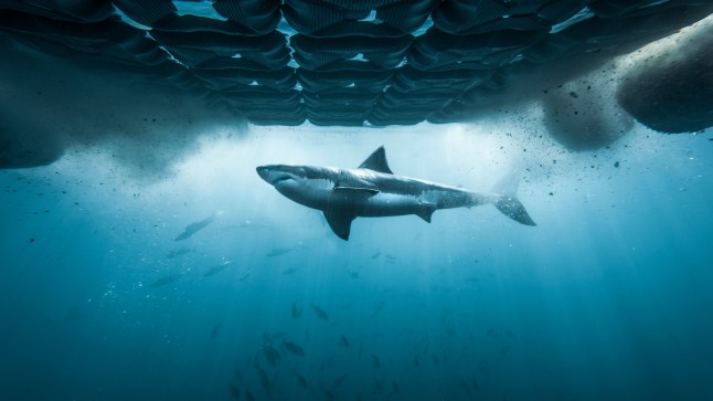 This image released by Discovery Channel shows a great white shark in ???Chum Island: Catching a Killer," an episode for Discovery's annual "Shark Week." (Discovery Channel via AP)