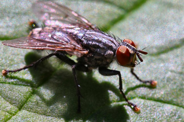 Mandatory Credit: Photo by Creative Touch Imaging Ltd/NurPhoto/Shutterstock (17029658b) A flesh fly (Sarcophaga sp.) rests on a leaf in Toronto, Ontario, Canada, on July 30, 2026. Insects In Toronto, Canada - 30 Jul 2026