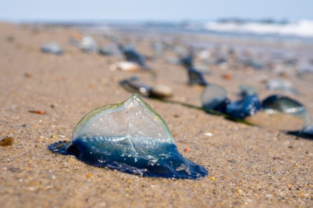 Velella (velella velella) or by-the-wind sailor washed up on the beach in Malibu, California USA; Shutterstock ID 2285728707; purchase_order: -; job: -; client: -; other: