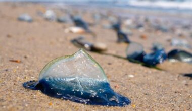 Electric blue 'alien' sea creatures invade UK shores in droves during heatwave | News Weird