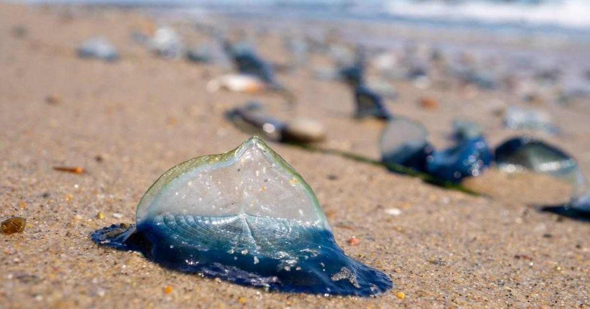 Electric blue 'alien' sea creatures invade UK shores in droves during heatwave | News Weird
