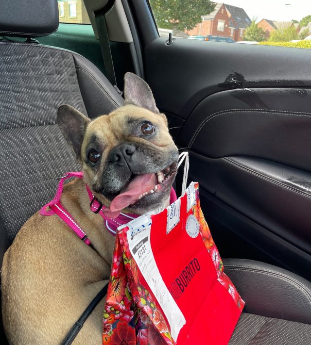 Toby the dog. // A dog's ashes were launched 119,000ft and scattered in space. Oscar, a six-year-old French bulldog who died suddenly from a brain tumour earlier this year, has been given one final adventure after his ashes were sent to the edge of the atmosphere in a weather balloon. His favourite Toy Story alien plush and a pet GPS tracker travelled to the edge of Earth's atmosphere in a weather balloon tribute on May 7, 2026. His owner, Jacob Battersby, 26, from Stockport, and friend Callum King, 26, from Rugby, launched the balloon from Rugby, Warwickshire.