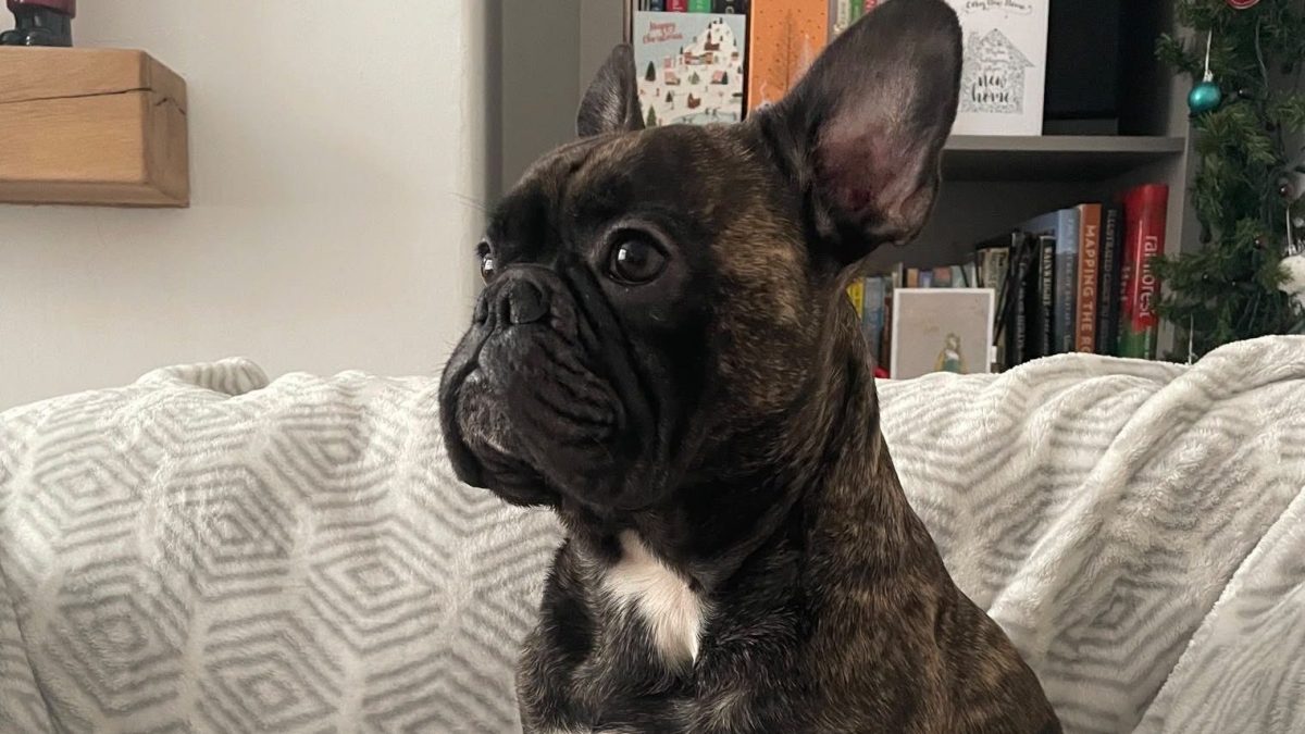 Oscar the dog. // A dog's ashes were launched 119,000ft and scattered in space. Oscar, a six-year-old French bulldog who died suddenly from a brain tumour earlier this year, has been given one final adventure after his ashes were sent to the edge of the atmosphere in a weather balloon. His favourite Toy Story alien plush and a pet GPS tracker travelled to the edge of Earth's atmosphere in a weather balloon tribute on May 7, 2026. His owner, Jacob Battersby, 26, from Stockport, and friend Callum King, 26, from Rugby, launched the balloon from Rugby, Warwickshire.