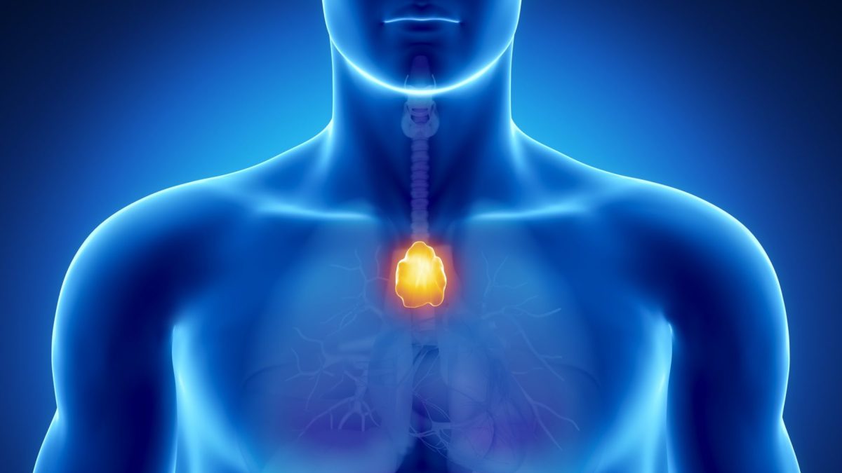 The organ in your chest you've never heard of that could be key to living longer