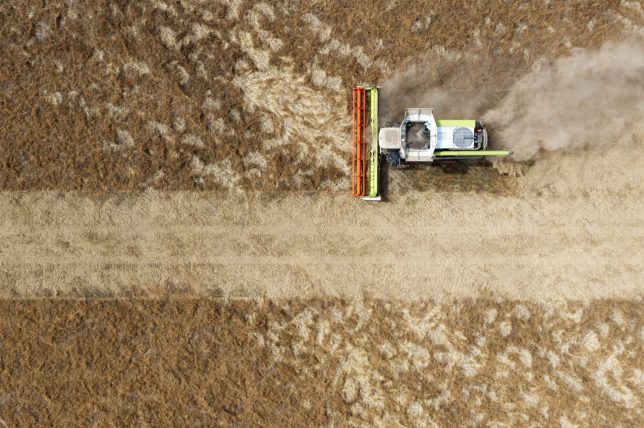 An aerial photo shows vetch as it is harvested with a combine harvester at Shimpling park farm in Bury St Edmunds, eastern England on August 4, 2026. Giant dust clouds rose from a yellow-grey combine harvester as it crawled across a parched field, a sign that something was awry with UK farmer John Pawsey's land. "It suddenly, completely dried out," Pawsey said. English farmers have been contending with the driest July ever recorded by the Met Office, unwelcome news for those like Pawsey who have only seen paltry yields of crops such as oats, wheat and vetch. (Photo by Toby Shepheard / AFP via Getty Images) / TO GO WITH AFP STORY by Theodore GRIFFIN