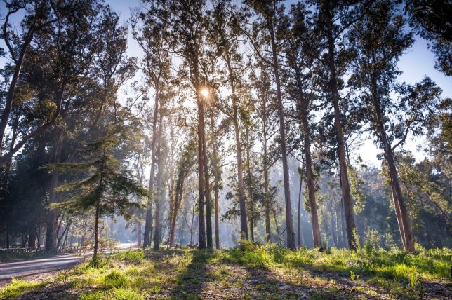 The landscapes alternated between coast and eucalyptus forest (Photo: Lev Savitskiy/Getty Images)