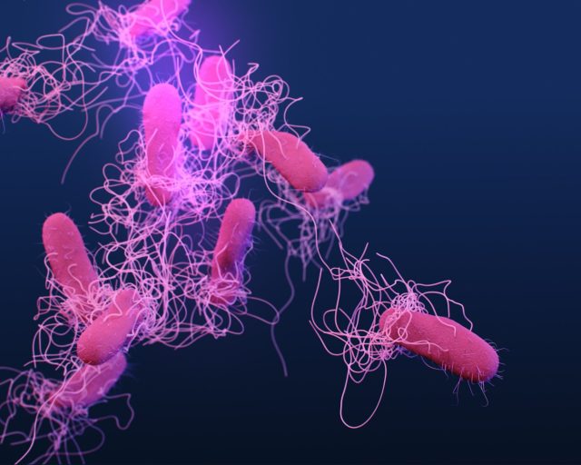 Medical illustration of drug-resistant Salmonella Typhi bacteria, 2019. Image courtesy CDC. (Photo by Smith Collection/Gado/Getty Images)