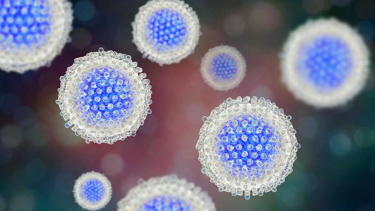 Hepatitis C virus, illustration. Hepatitis C is most commonly spread by blood contact, through blood transfusions or the sharing of infected needles. It causes inflammation of the liver with jaundice and flu-like symptoms. There is currently no vaccine for hepatitis C.
